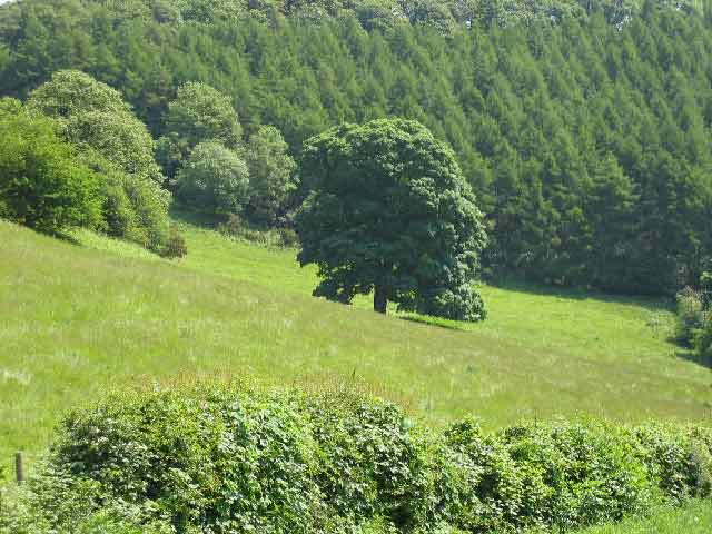 the goggin hill